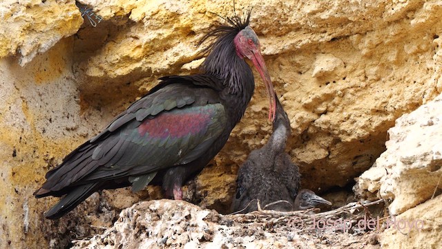 Northern Bald Ibis - ML636953967