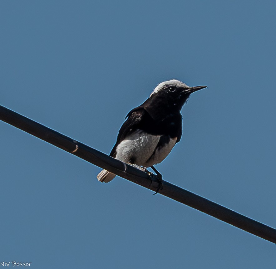 Hooded Wheatear - ML636953996