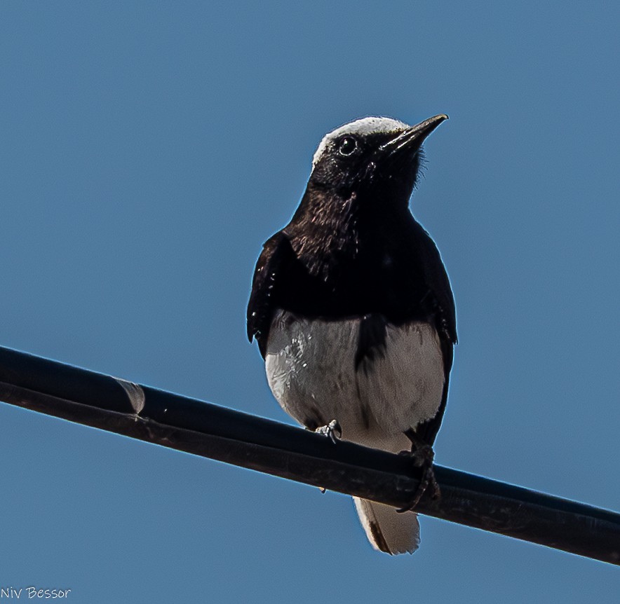 Hooded Wheatear - ML636953999
