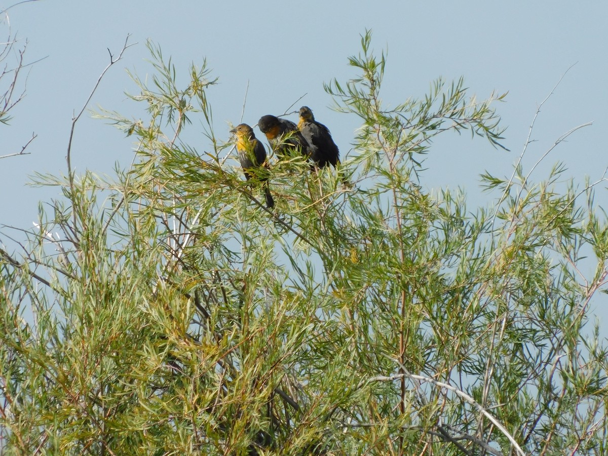 Yellow-headed Blackbird - ML636954040