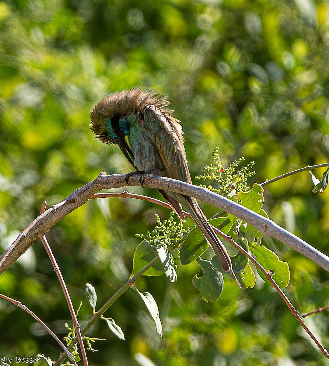 Arabian Green Bee-eater - ML636954060