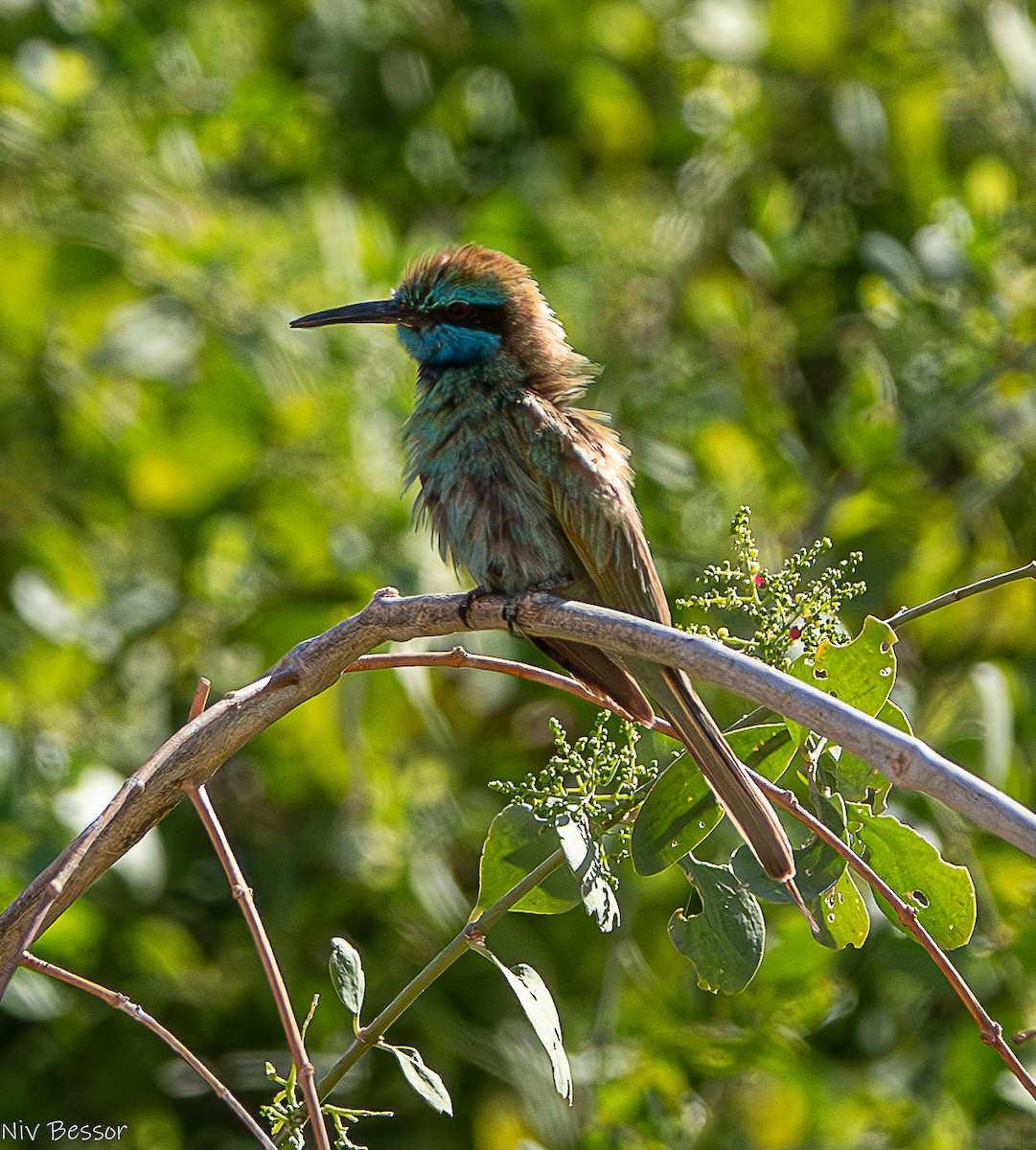 Arabian Green Bee-eater - ML636954061