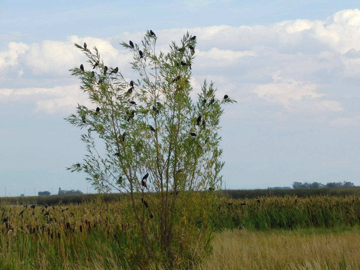 Red-winged Blackbird - ML636954073