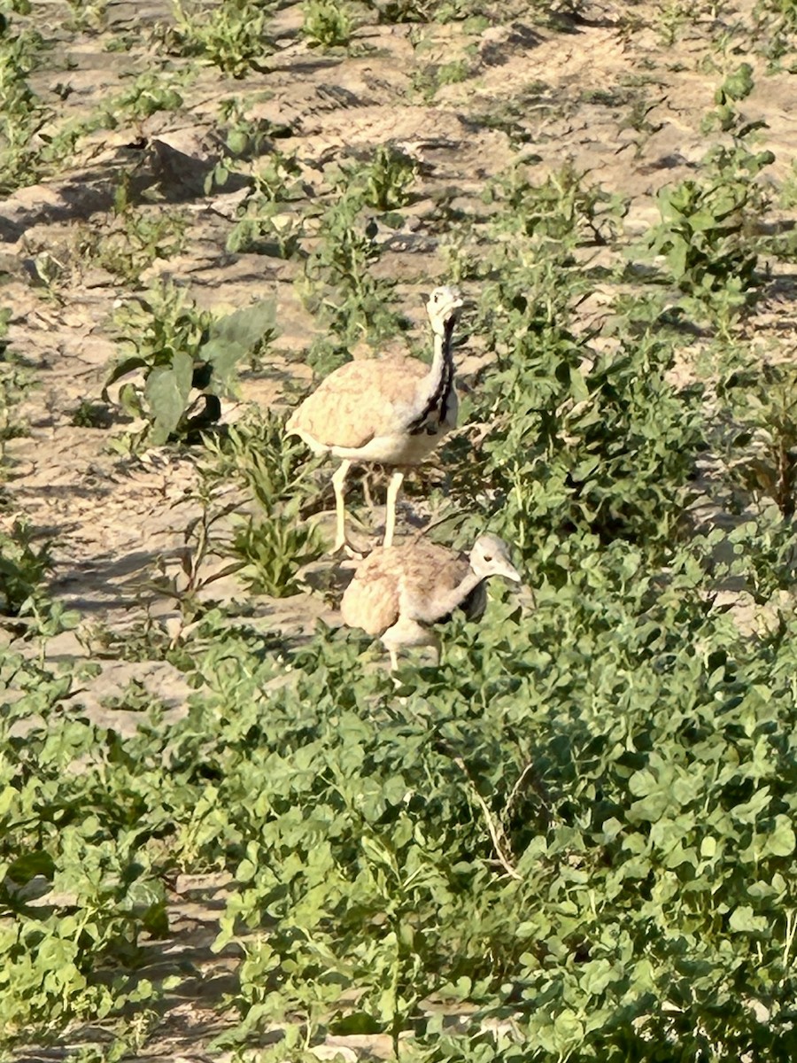 Rüppell's Bustard - ML636954103