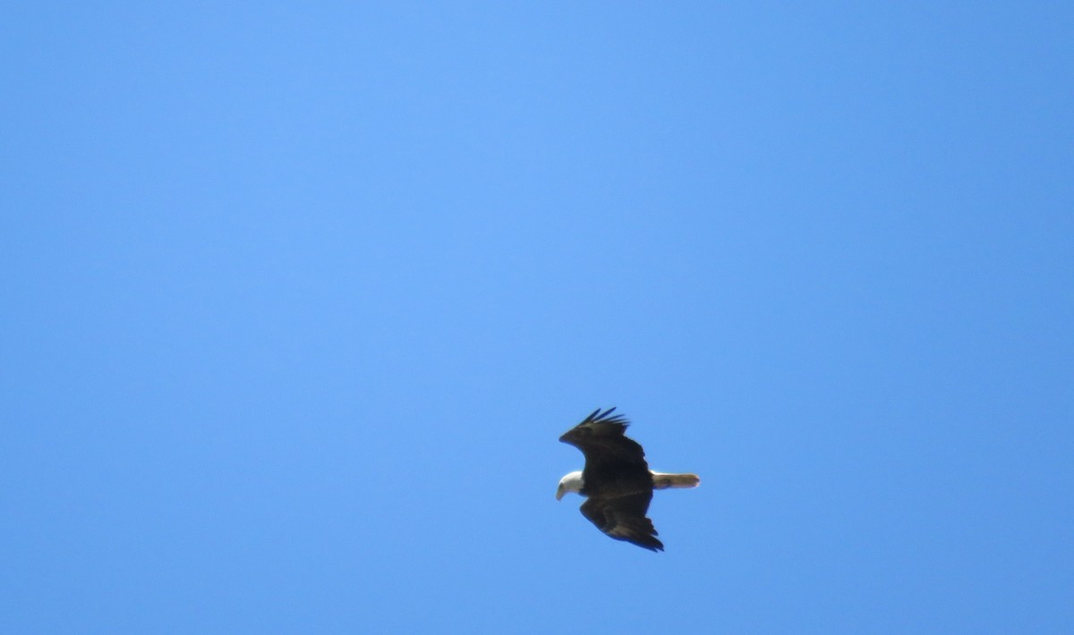 Bald Eagle - ML636954134