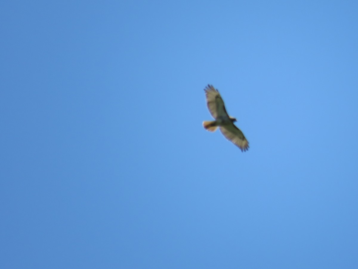 Red-tailed Hawk - ML636954147