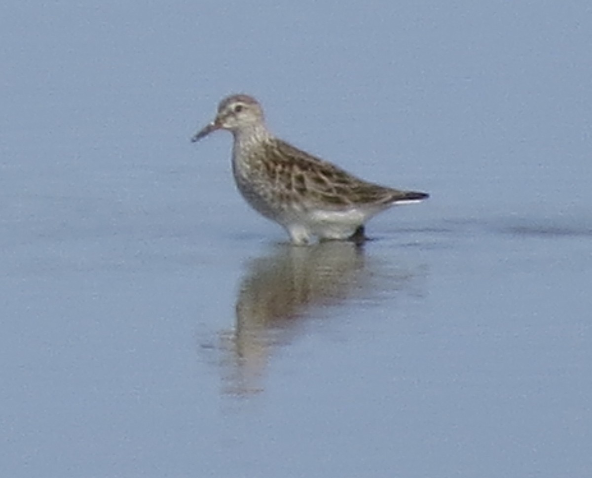 White-rumped Sandpiper - Gregory Miller 🦆 (no playback)
