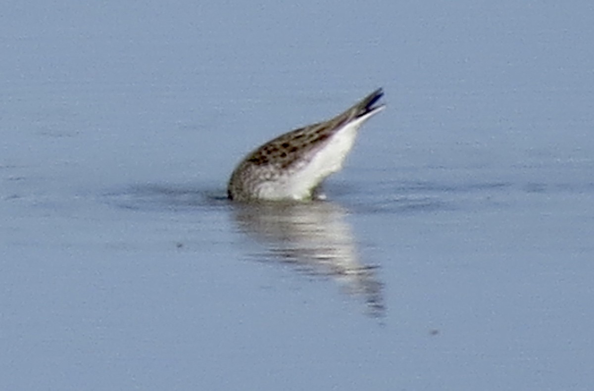 White-rumped Sandpiper - Gregory Miller 🦆 (no playback)