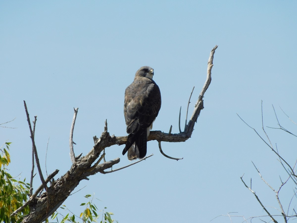 Swainson's Hawk - ML636954341