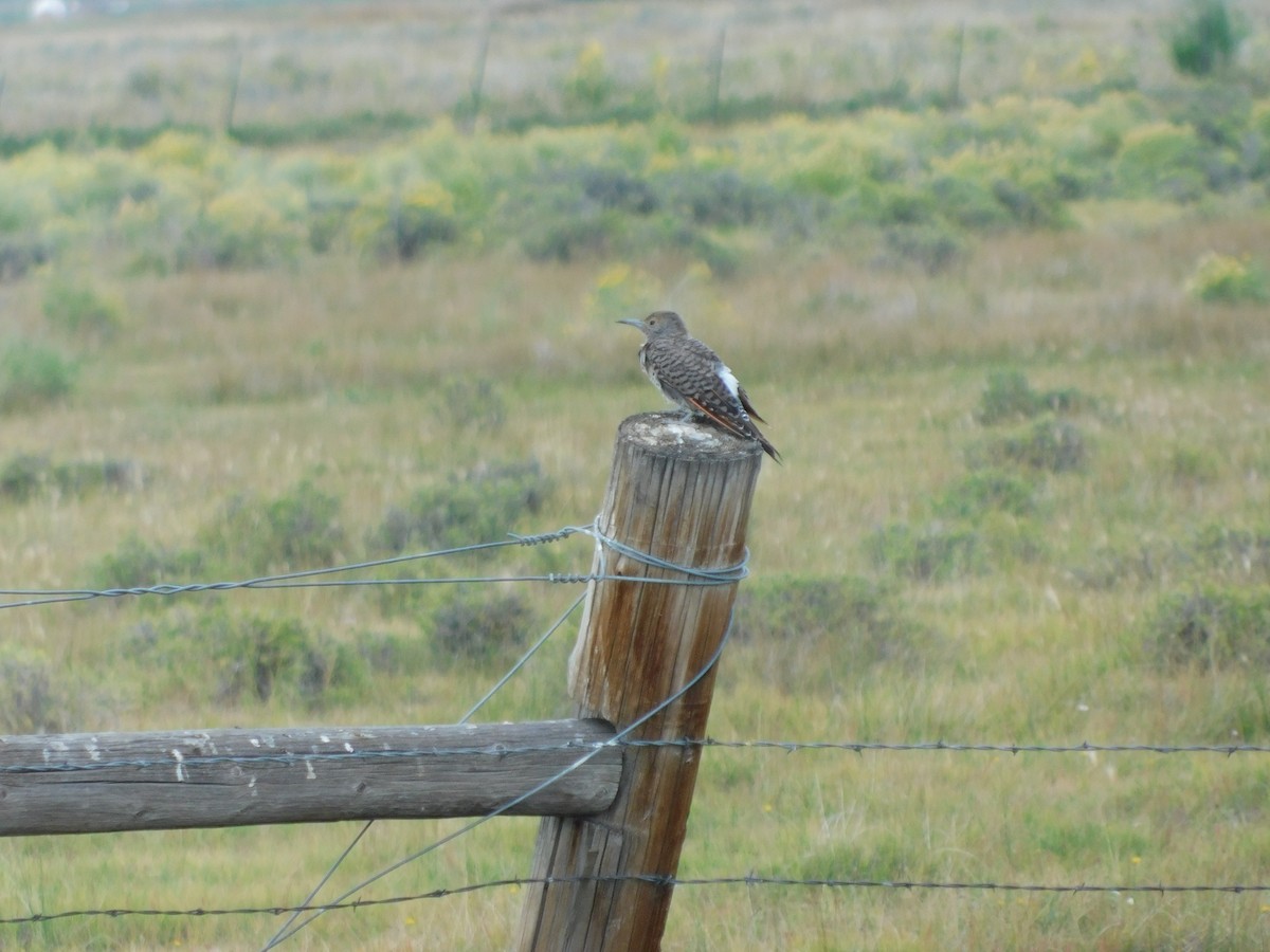 Northern Flicker (Red-shafted) - ML636954344