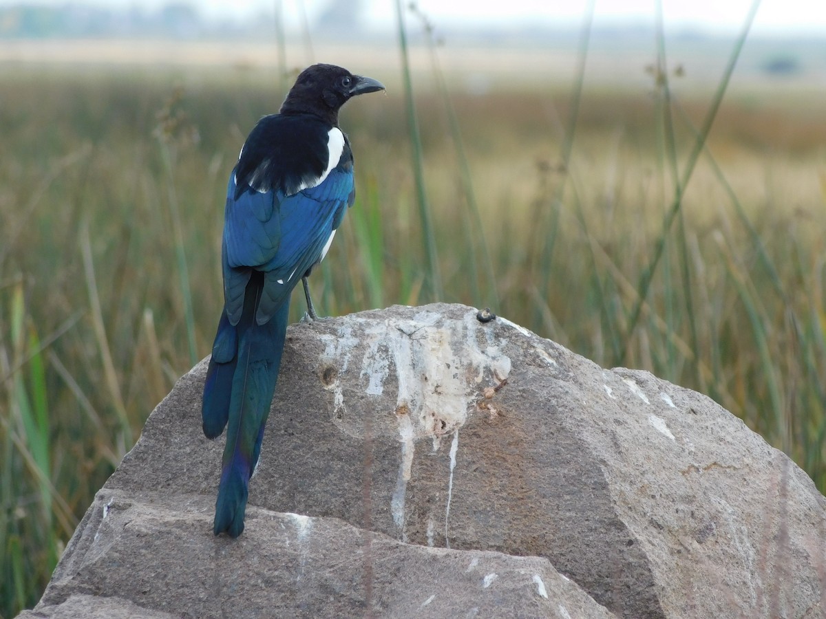 Black-billed Magpie - ML636954348