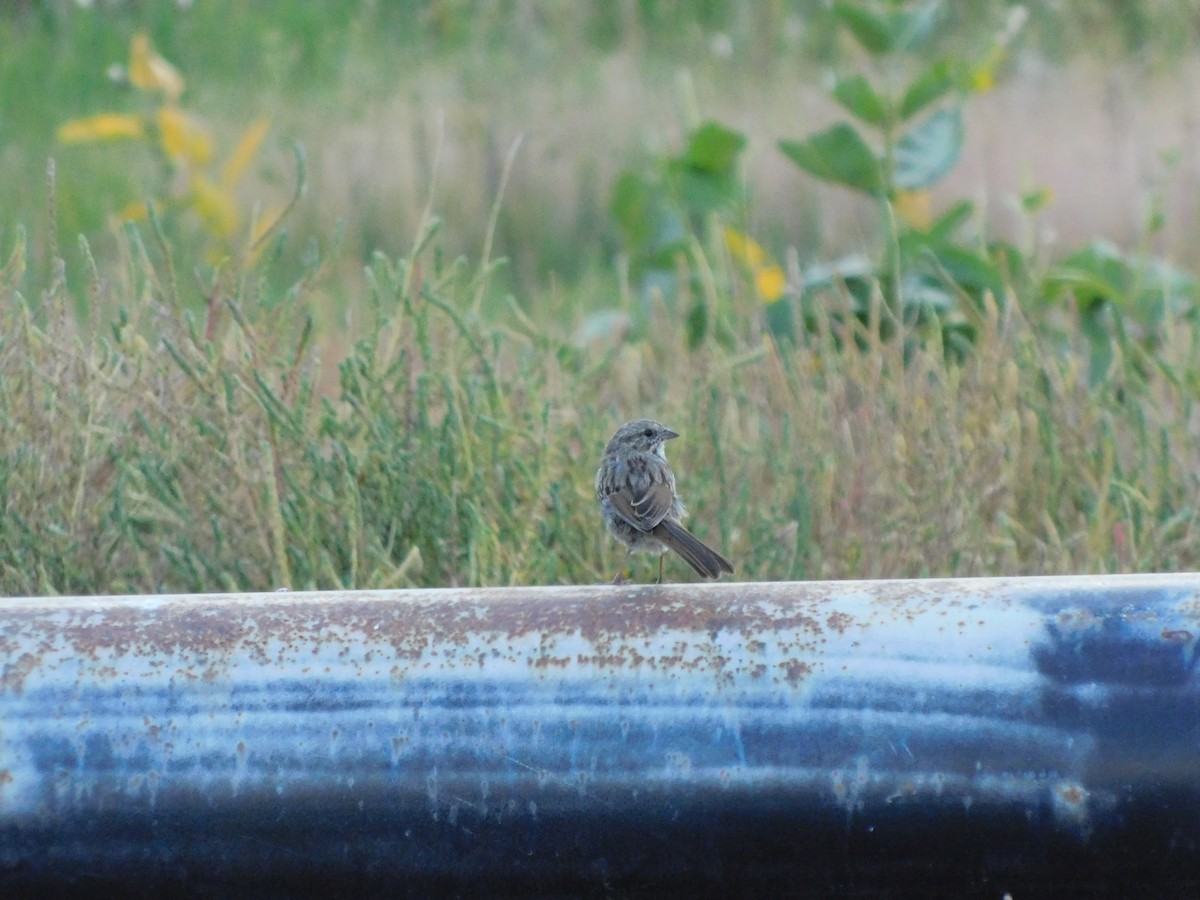 Song Sparrow - ML636954376