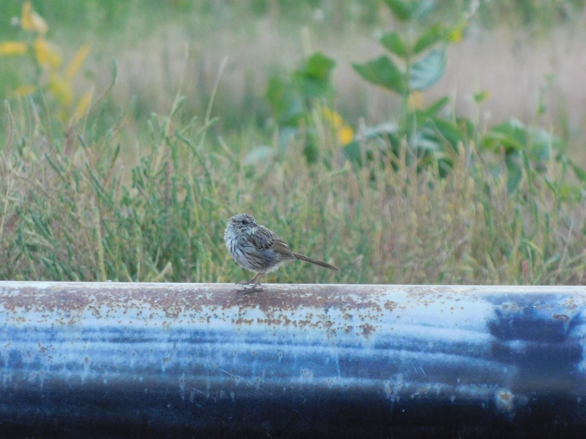 Song Sparrow - ML636954377