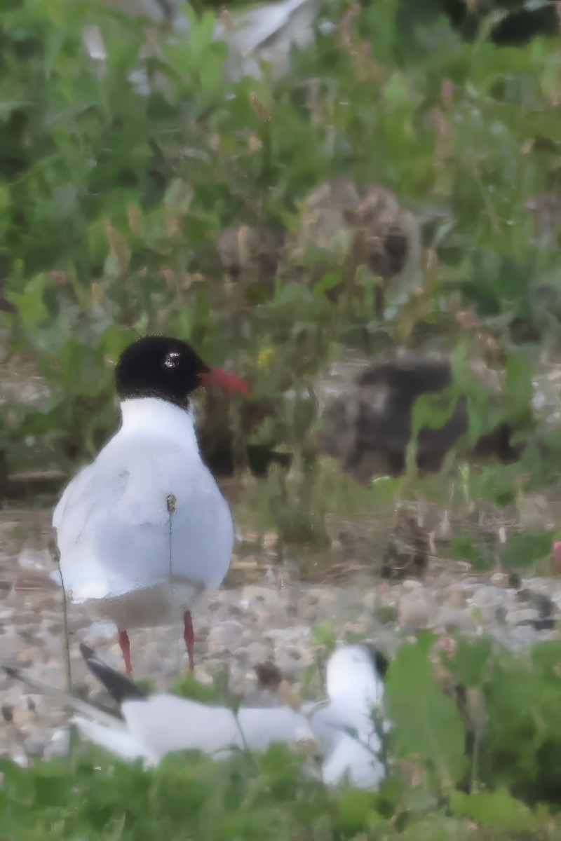 Mediterranean Gull - ML636954393