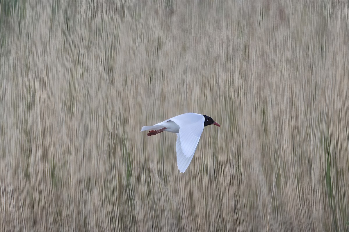 Mediterranean Gull - ML636954395