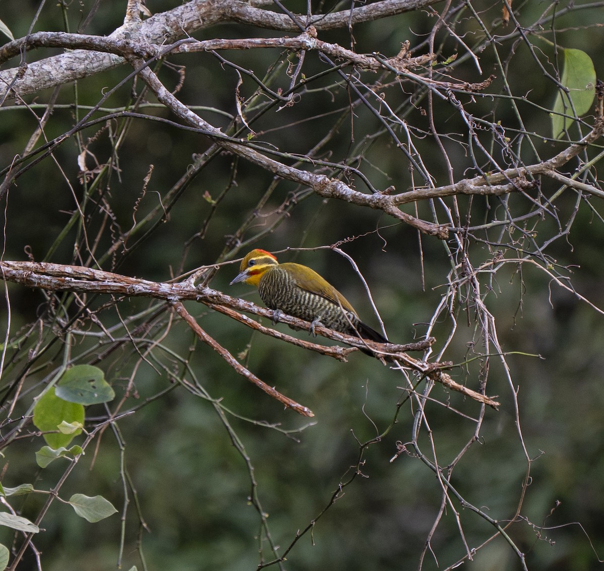 White-browed Woodpecker - ML636954411