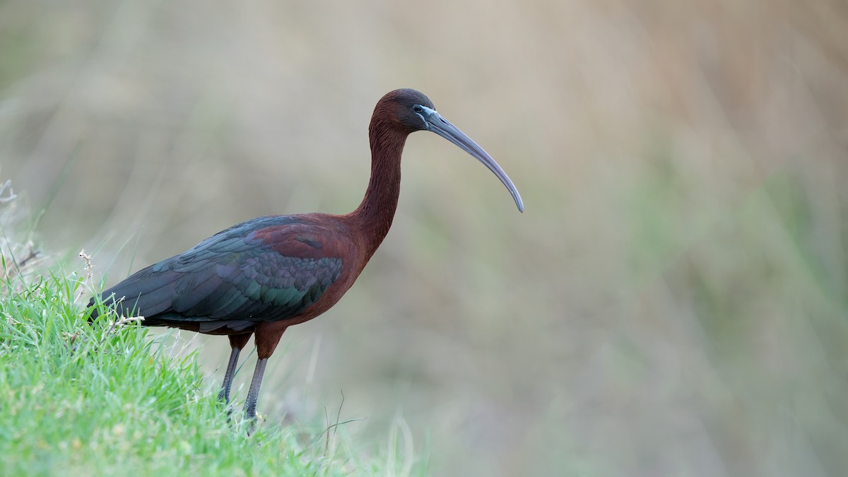 Glossy Ibis - ML636954454