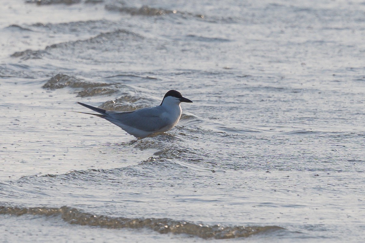 Gull-billed Tern - ML636954528