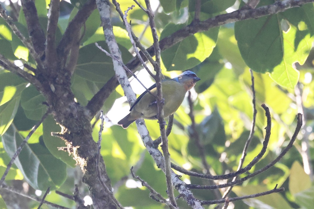 Elegant Euphonia - ML636954589