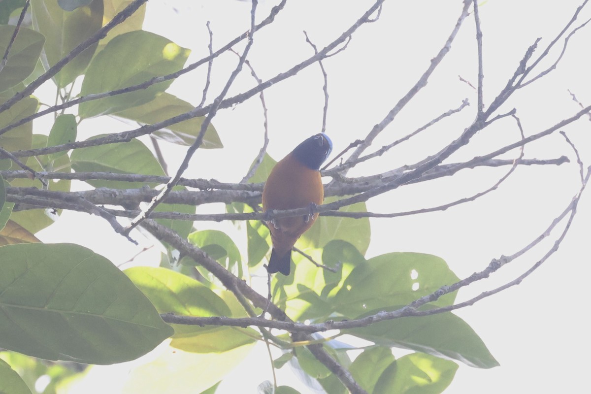 Elegant Euphonia - ML636954614