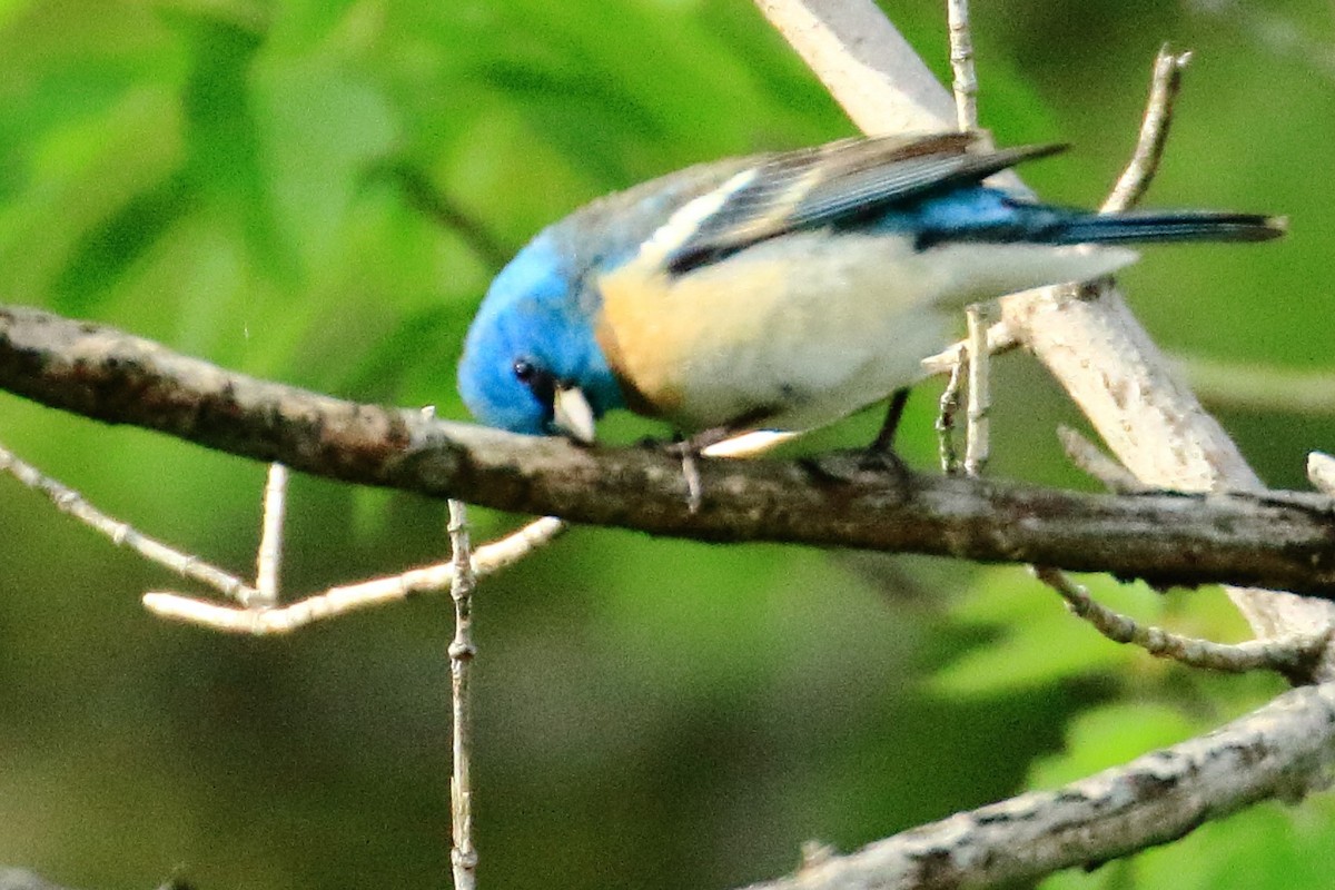 Lazuli Bunting - ML636954759