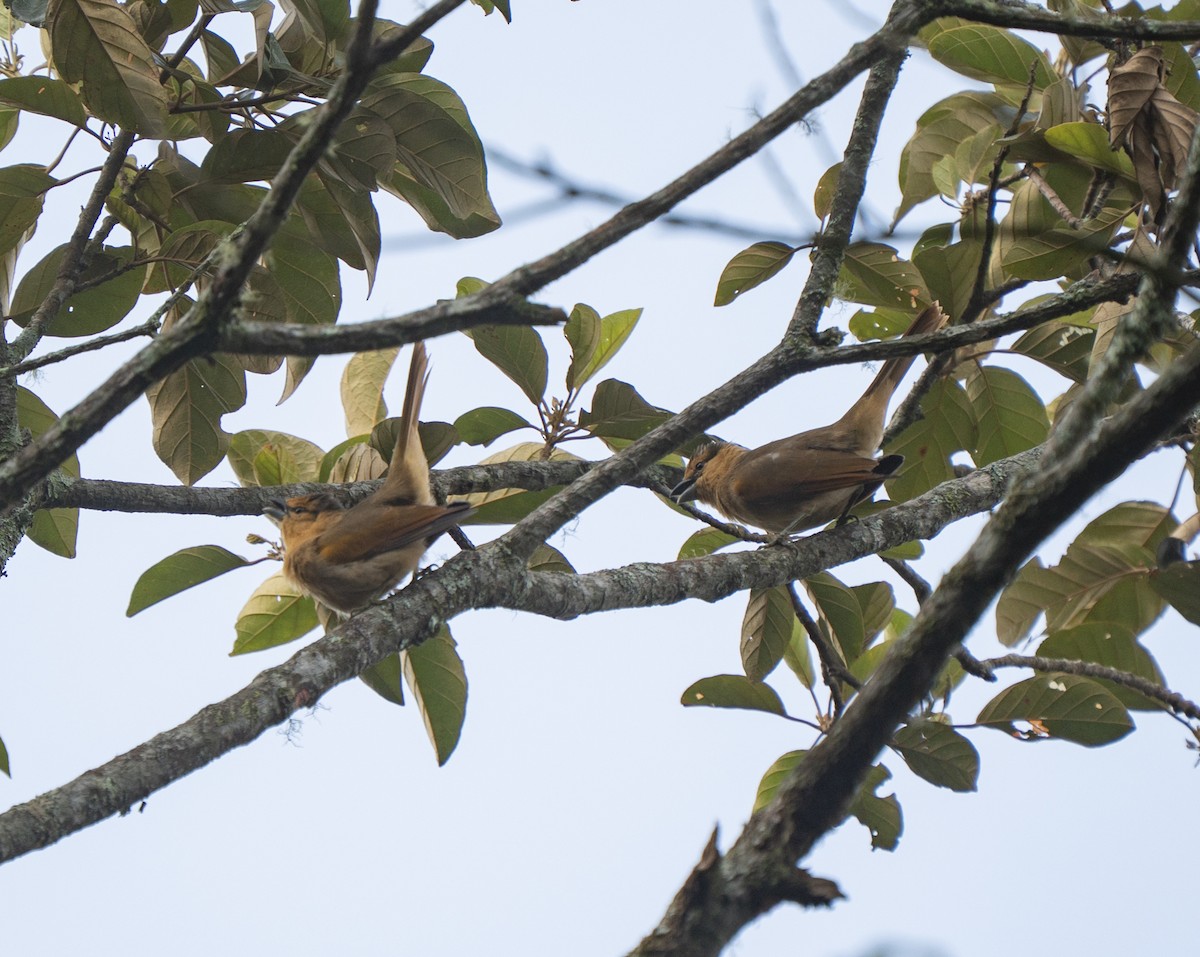 Brown Tanager - ML636954821