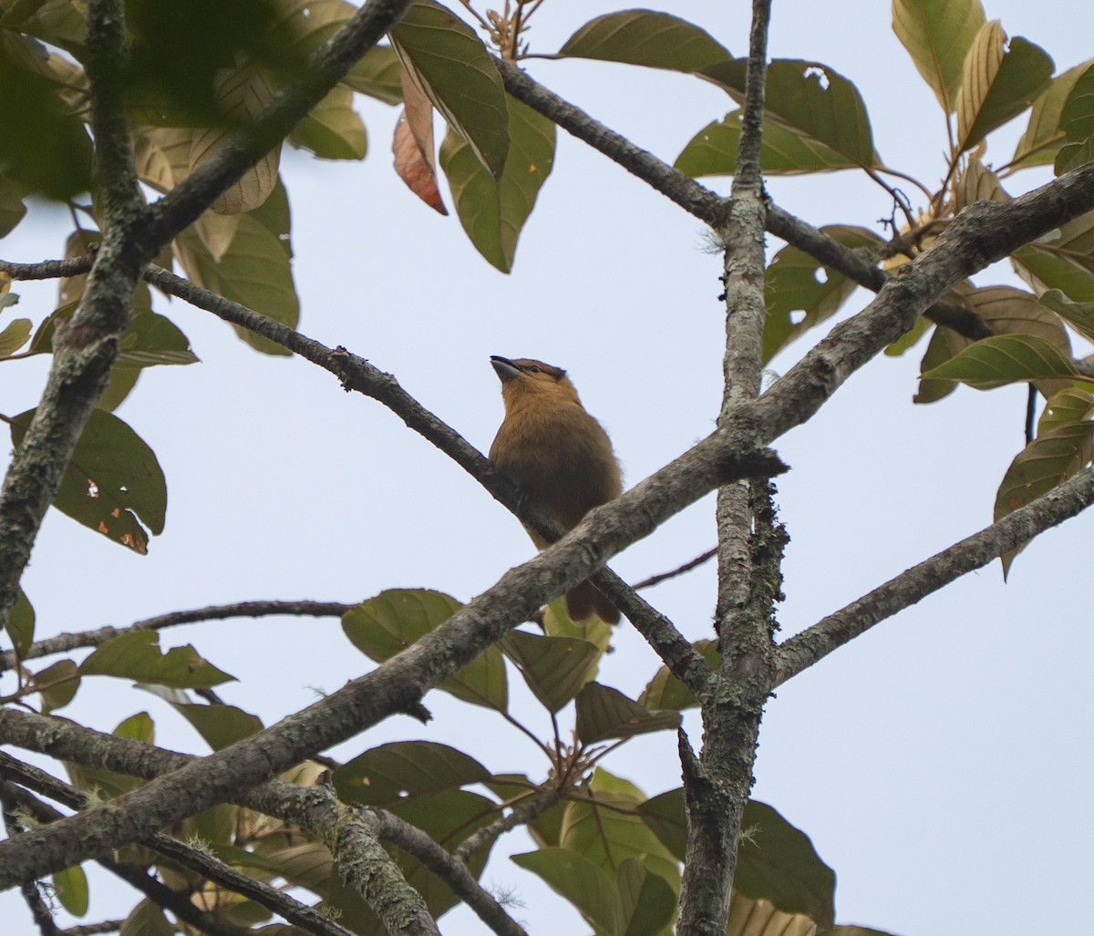 Brown Tanager - ML636954822