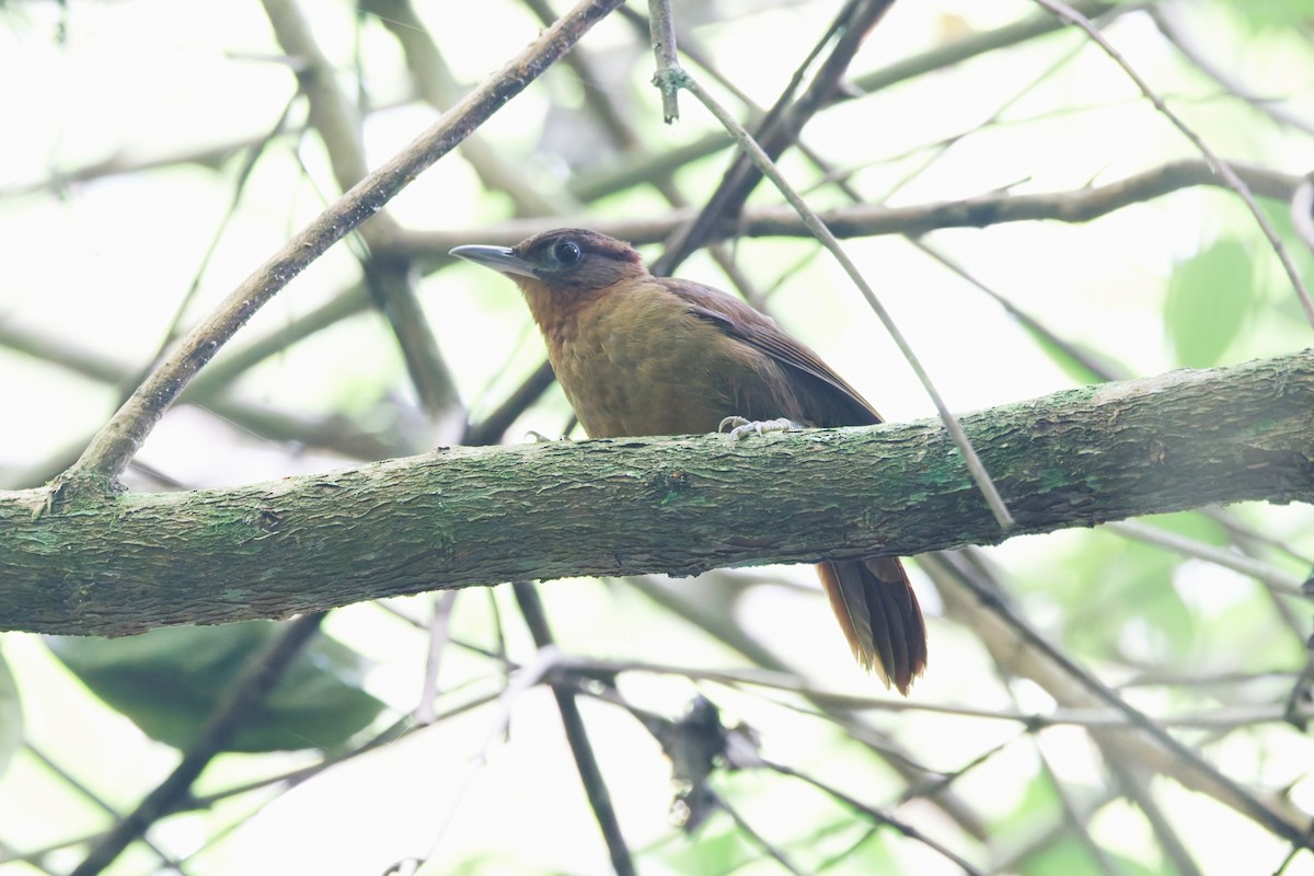 Ruddy Foliage-gleaner - ML636954828