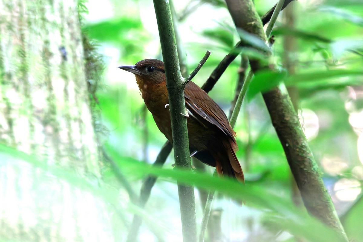 Ruddy Foliage-gleaner - ML636954830