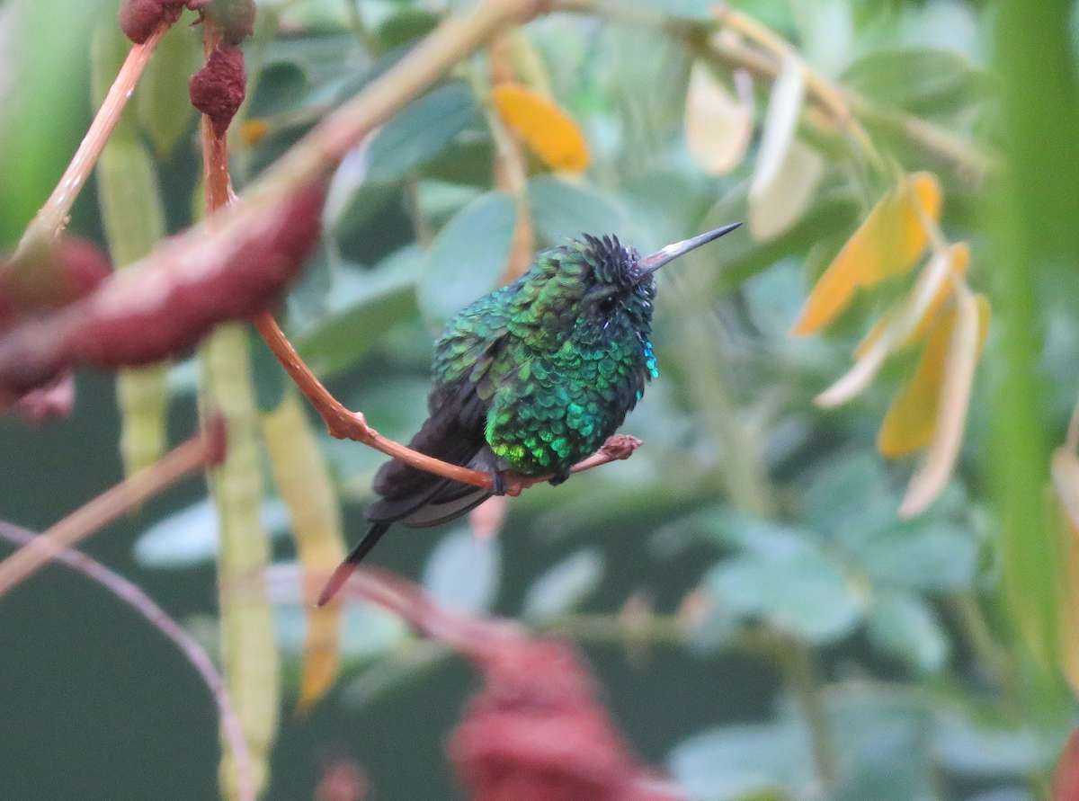 Golden-crowned Emerald - ML636954870