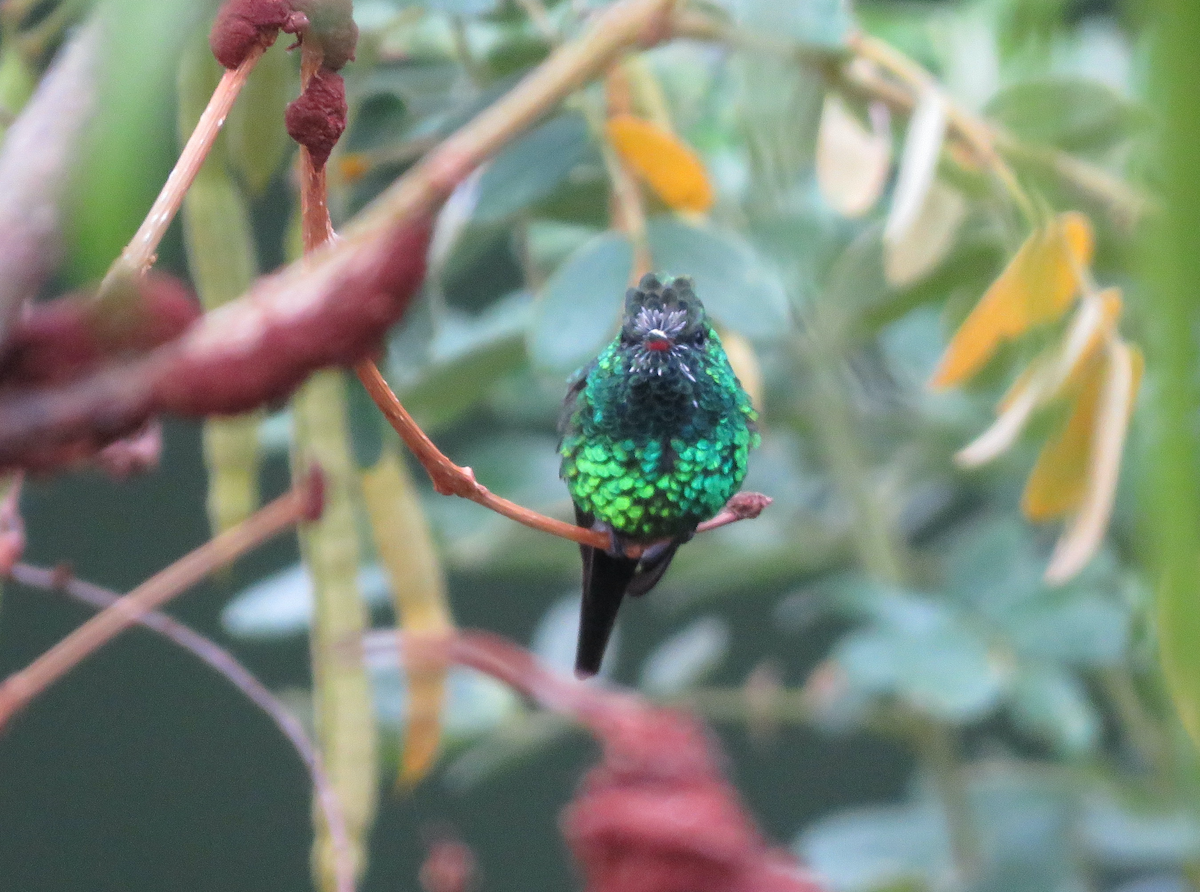 Golden-crowned Emerald - ML636954872
