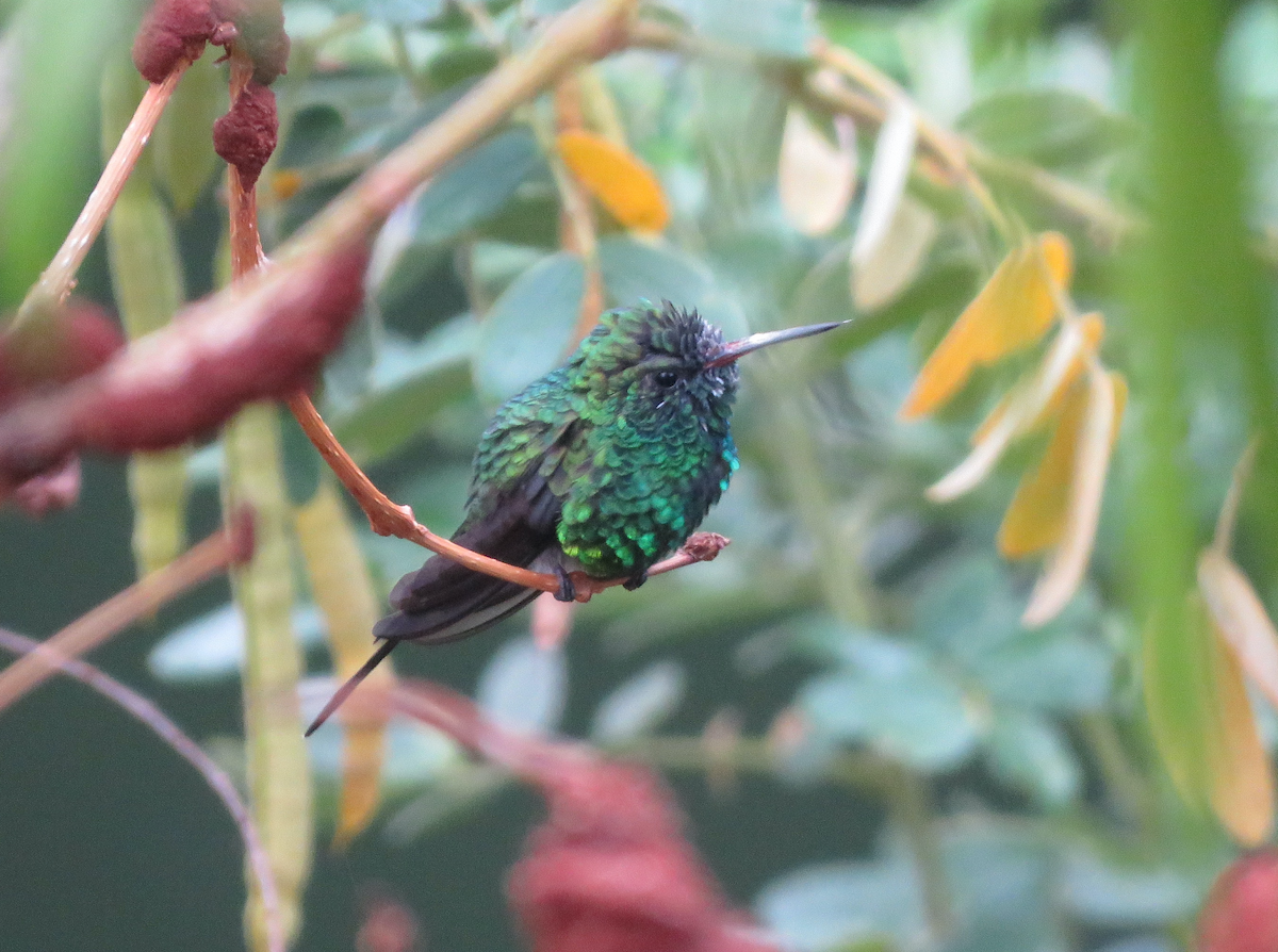 Golden-crowned Emerald - ML636954873