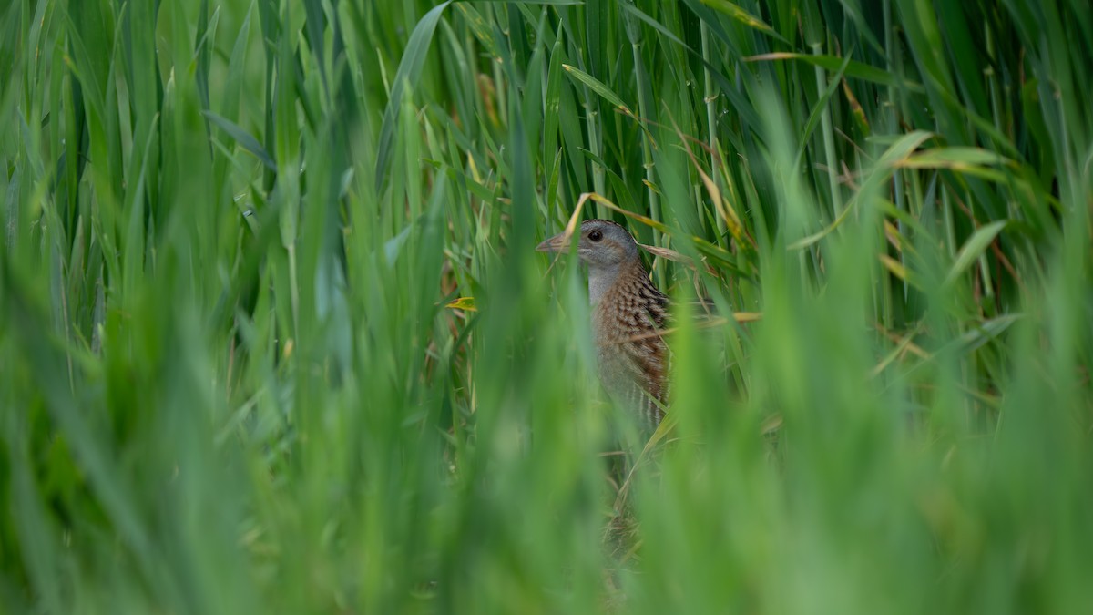 Corn Crake - ML636954878