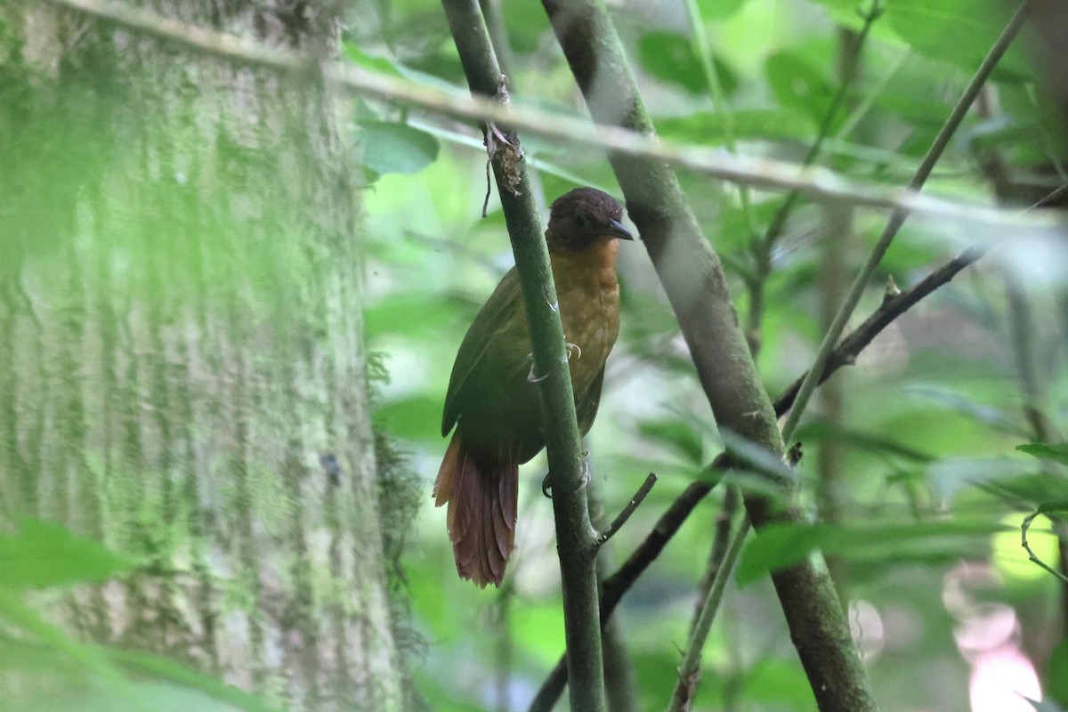 Ruddy Foliage-gleaner - ML636954961
