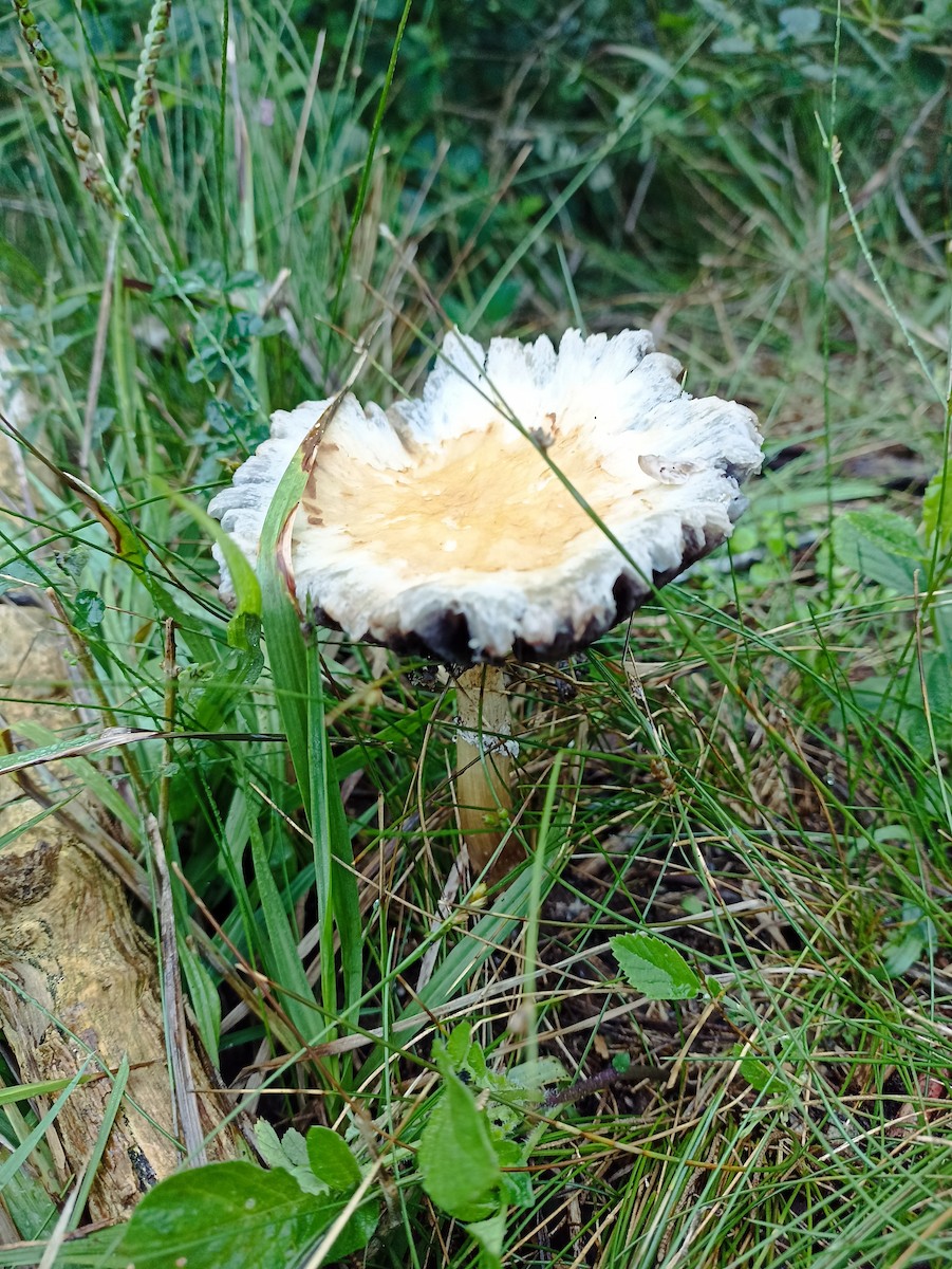 Animals - ML636955025