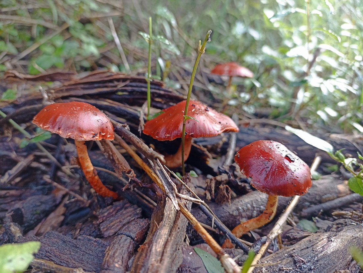 Animals - ML636955026