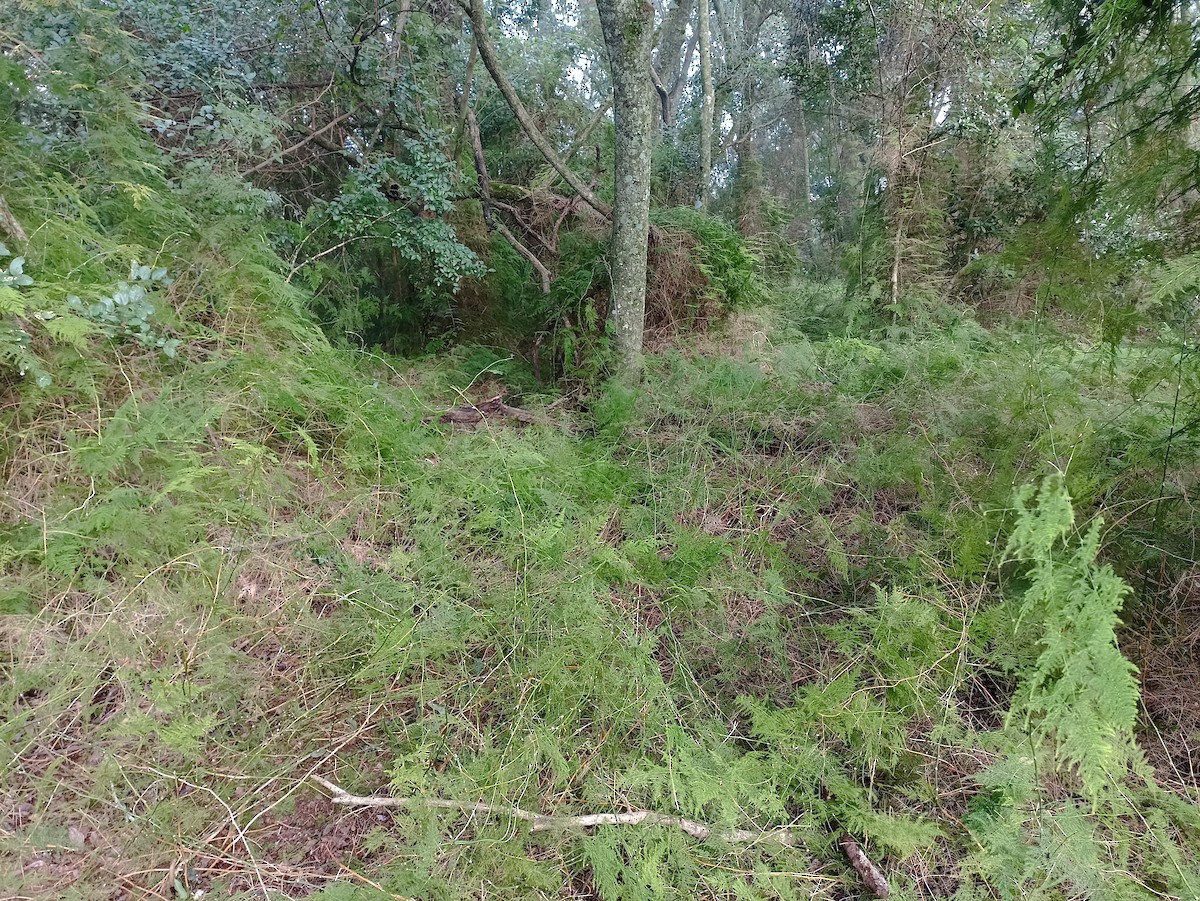 Animals - ML636955028