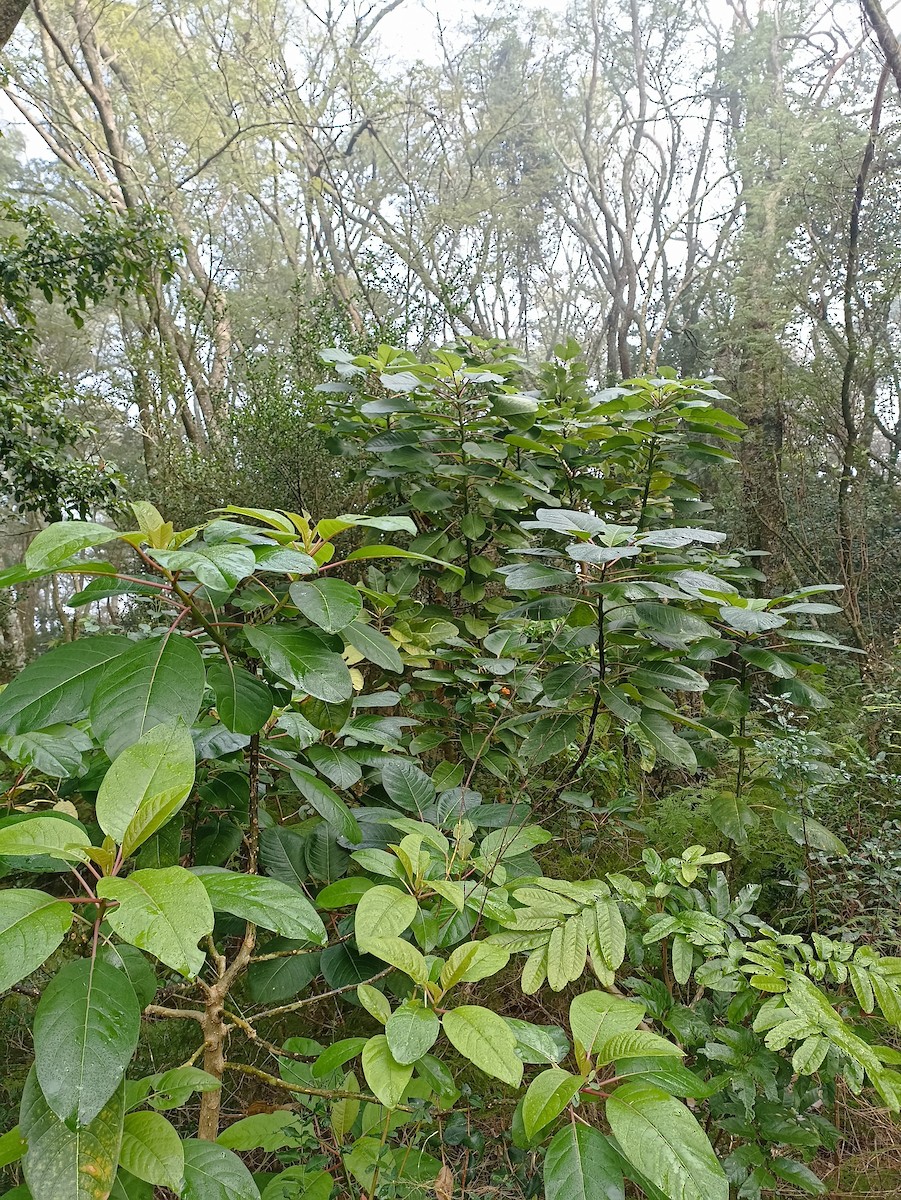 Animals - ML636955029