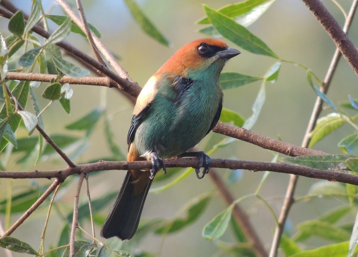 Chestnut-backed Tanager - ML636955079