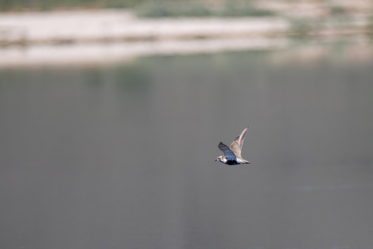 European Golden-Plover - ML636955156