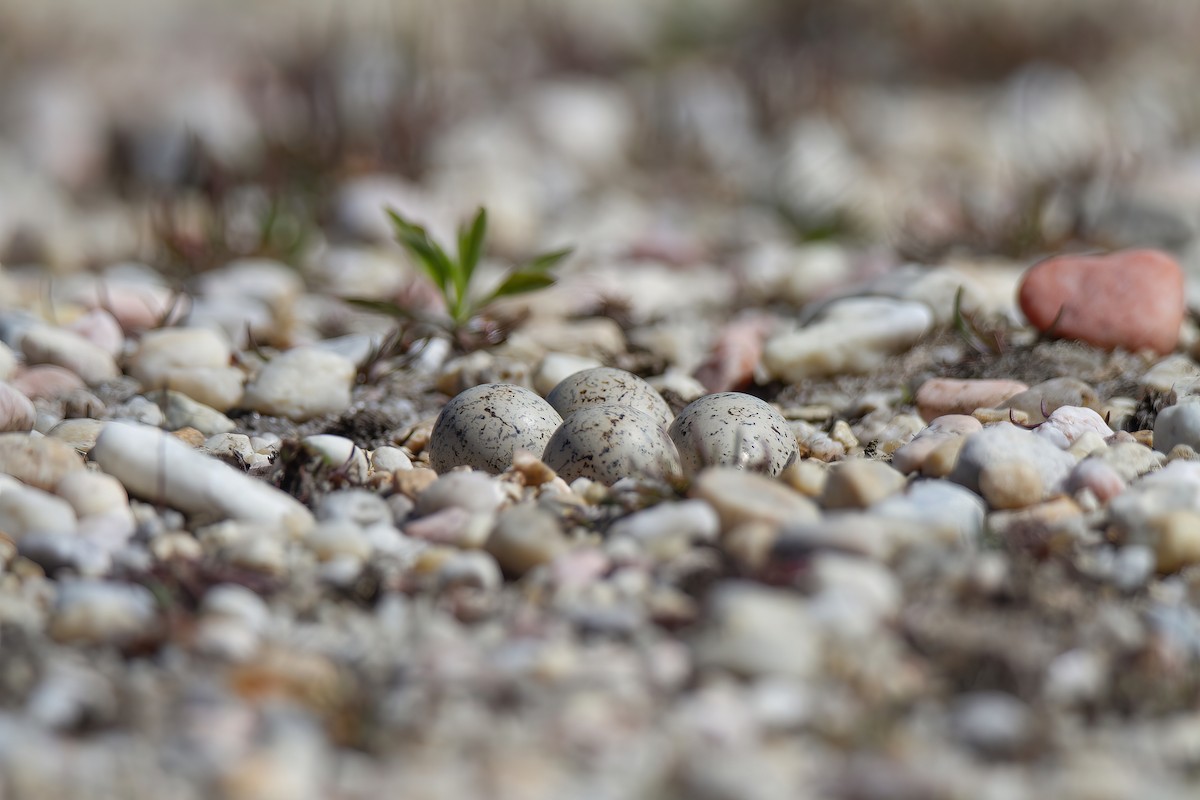 Little Ringed Plover - ML636955221