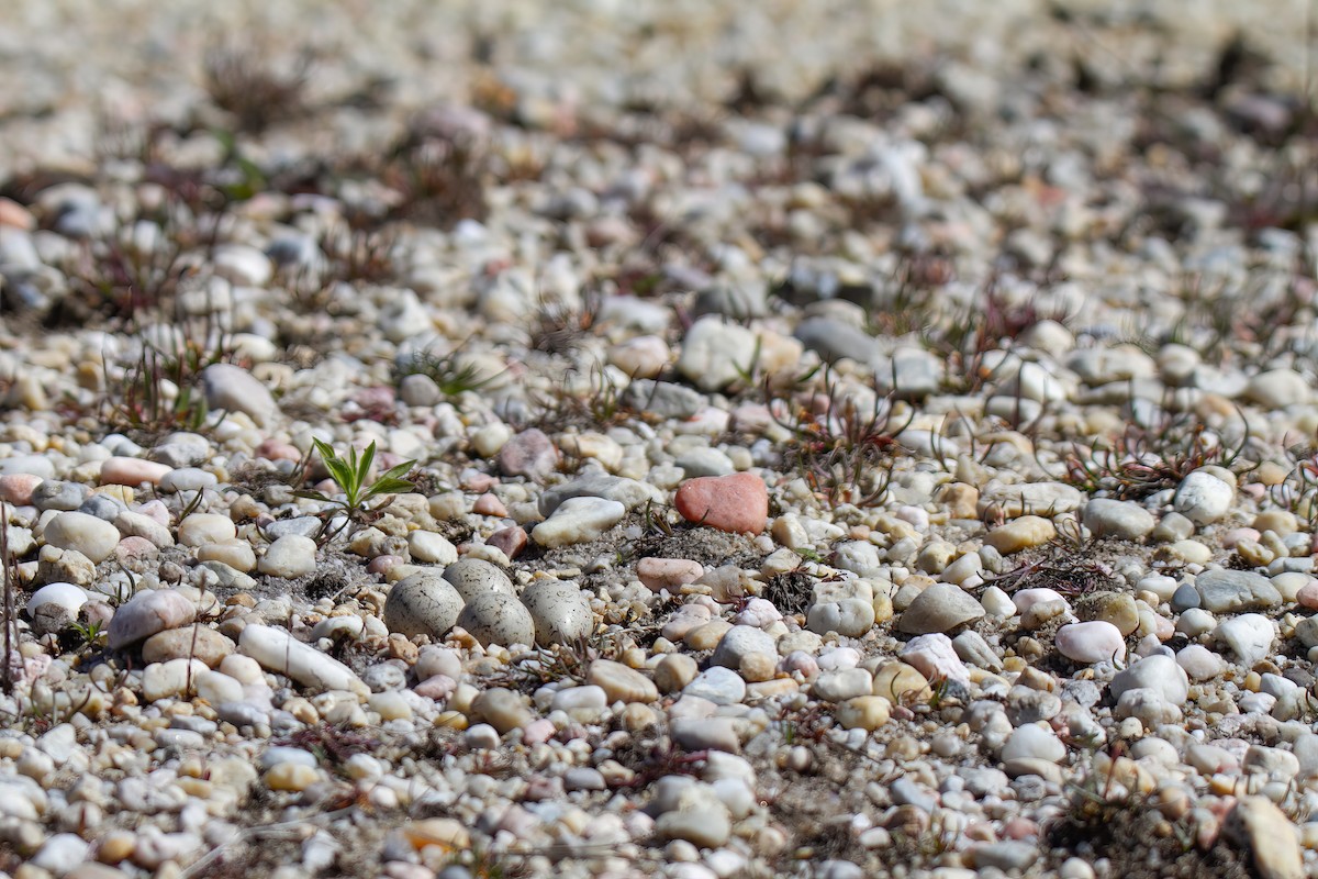 Little Ringed Plover - ML636955223