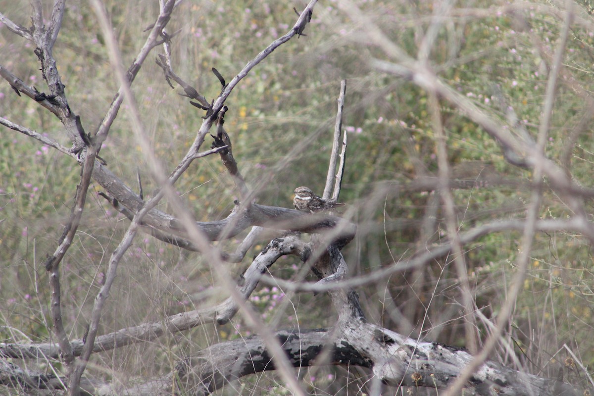 Lesser Nighthawk - ML636955229