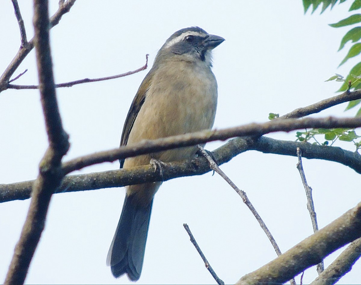 Green-winged Saltator - ML636955257