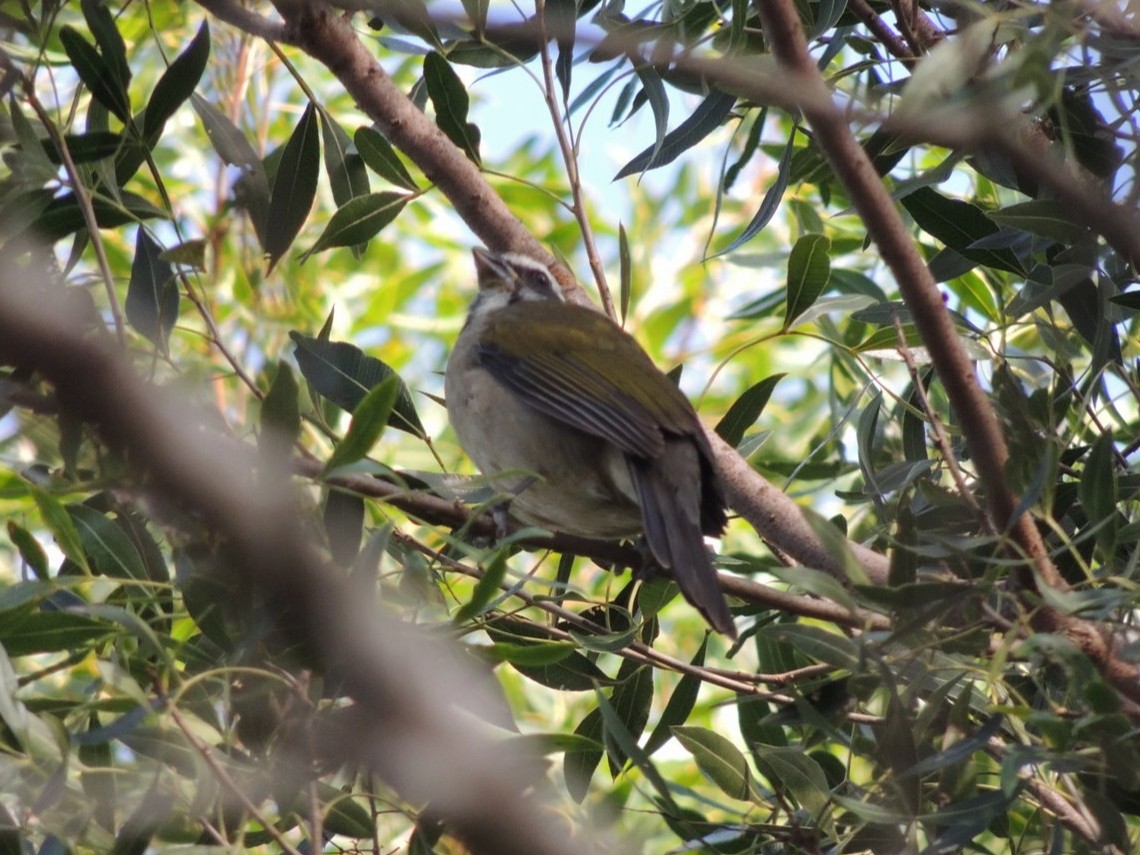 Green-winged Saltator - ML636955258