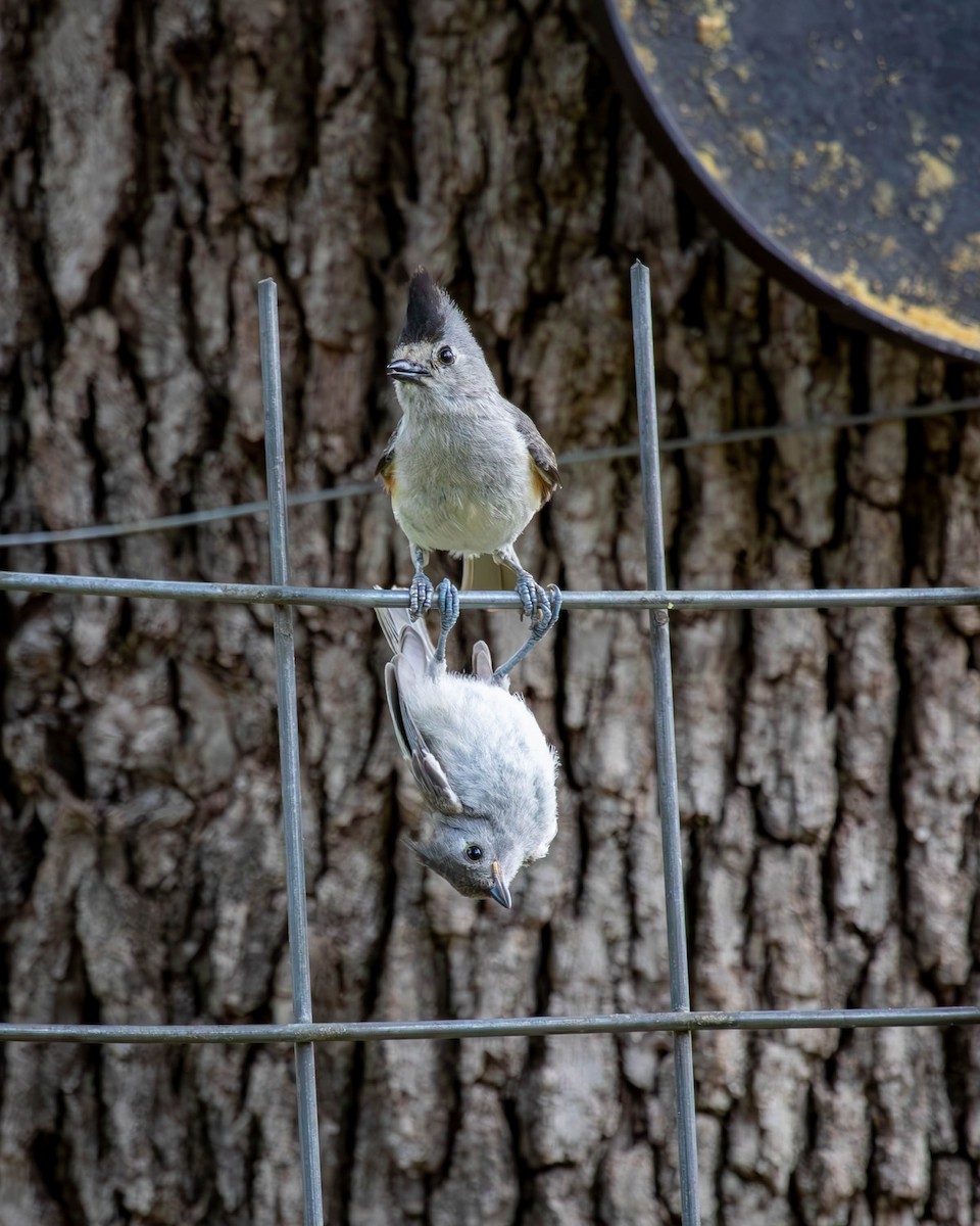 Black-crested Titmouse - ML636955303