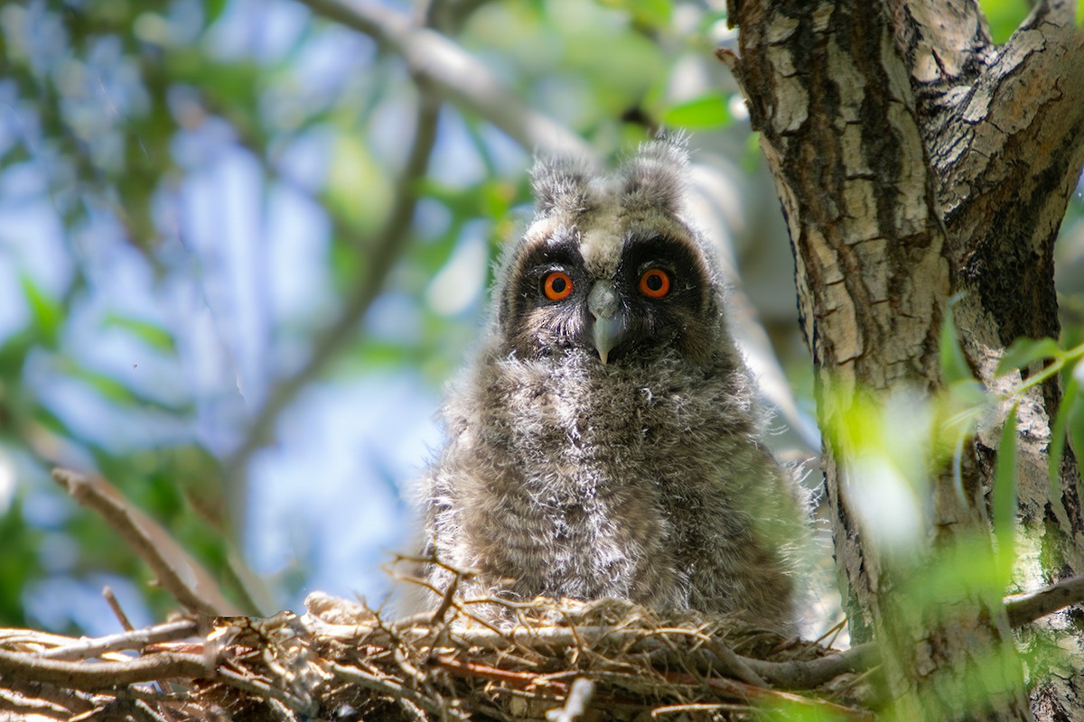 Long-eared Owl - ML636955412