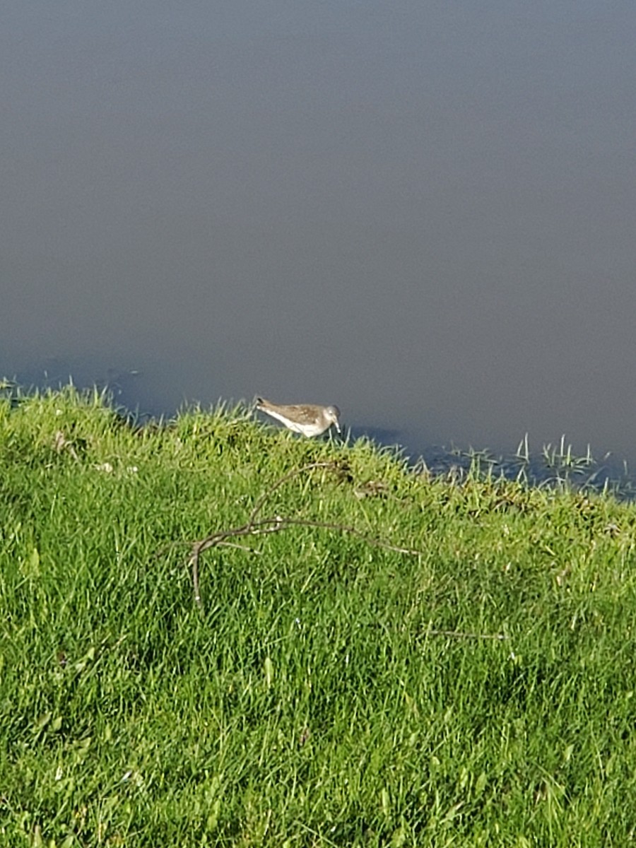Solitary Sandpiper - ML636955439