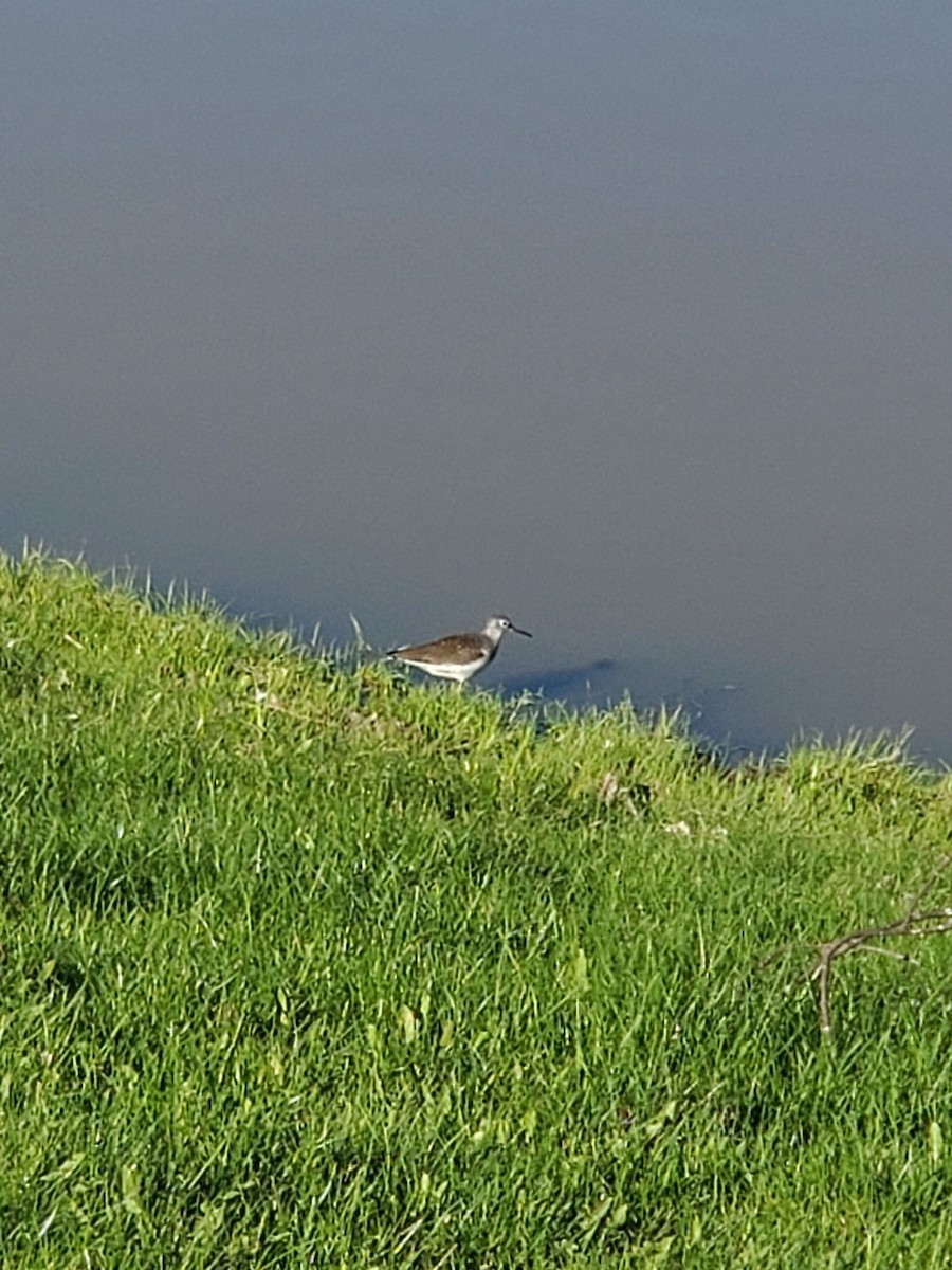 Solitary Sandpiper - ML636955440