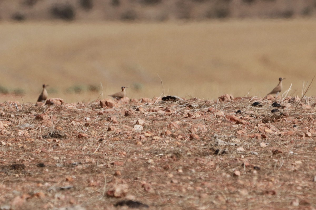 Burchell's Courser - ML636955499